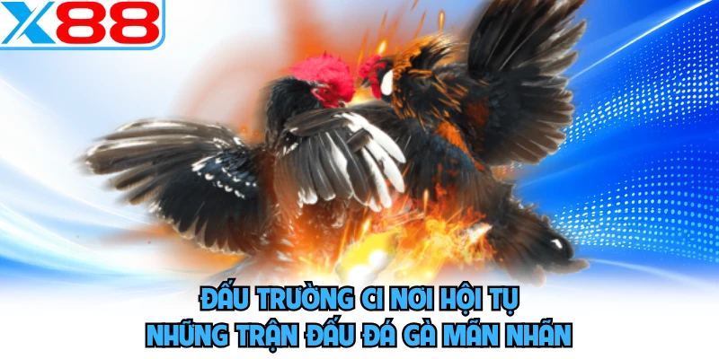 Gà Chọi C1 - Sới Gà Trực Tuyến Đẳng Cấp Và Uy Tín Tại X88 - WINVORO96.INK